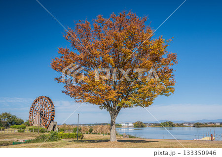 能登川水車　伊庭内湖　滋賀県東近江市 133350946
