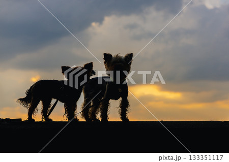 Silhouette of two Yorkshire Terriers against a sunset sky. Yorkies stand in silhouette against a sunset, their forms defined by the warm light. The dogs are side by side, creating a heartwarming scene Silhouette of two Yorkshire Terriers against a sunset sky. Yorkies stand in silhouette against a sunset, their forms defined by the warm light. The dogs are side by side, creating a heartwarming scene 133351117
