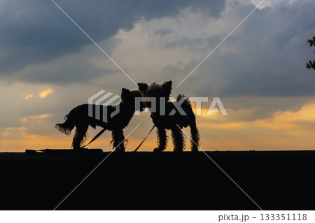 Silhouette of two Yorkshire Terriers against a sunset sky. Yorkies stand in silhouette against a sunset, their forms defined by the warm light. The dogs are side by side, creating a heartwarming scene 133351118
