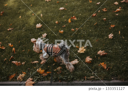 Yorkshire Terrier in a stylish coat playing in the autumn leaves. A Yorkie doggy dressed in a fashionable outfit walking on lawn with green grass 133351127