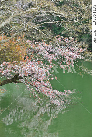 湖畔を彩る桜　鎌北湖　　　　　　 133351135