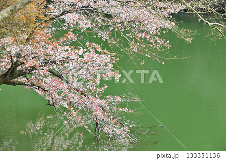 湖畔を彩る桜　鎌北湖　　　　　　 133351136