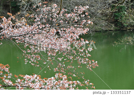 湖畔を彩る桜 鎌北湖 湖畔を彩る桜 鎌北湖 133351137