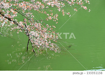 湖畔を彩る桜　鎌北湖　　　　　　 133351138