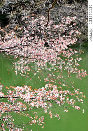 湖畔を彩る桜 鎌北湖 湖畔を彩る桜 鎌北湖 133351139
