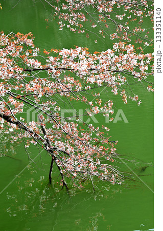 湖畔を彩る桜　鎌北湖　　　　　　 133351140