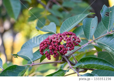 ゴシュユ　Medicinal Evodia 133351156