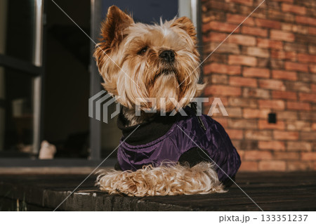 Yorkshire Terrier relaxing outdoors on a wooden terrace in sunlight, wearing a purple dog jacket. Pet, small dog fashion, outdoor living. Animal theme 133351237