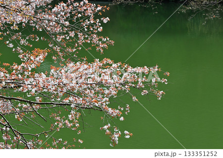 湖畔を彩る桜　鎌北湖　　　　　　 133351252