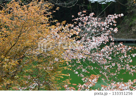 湖畔を彩る桜 鎌北湖 湖畔を彩る桜 鎌北湖 133351256