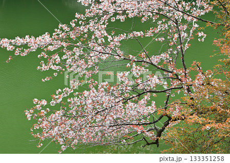 湖畔を彩る桜 鎌北湖 湖畔を彩る桜 鎌北湖 133351258