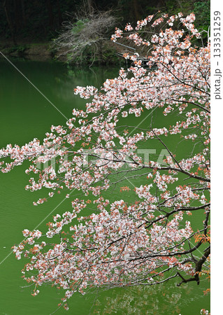 湖畔を彩る桜　鎌北湖　　　　　　 133351259