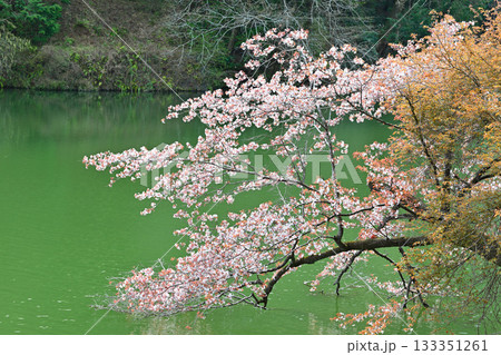 湖畔を彩る桜 鎌北湖 湖畔を彩る桜 鎌北湖 133351261