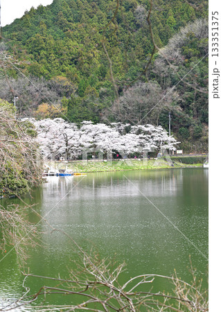 桜と新緑の季節の風景　鎌北湖湖畔　　　　　　 133351375