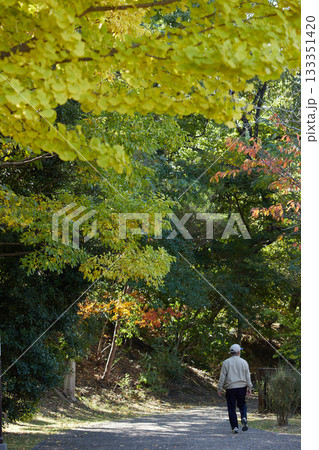 秋の朝の公園で散歩するシニア男性の姿 133351420