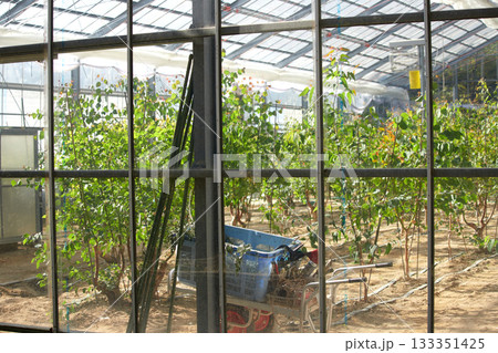 農家のビニールハウスの様子 農家のビニールハウスの様子 133351425