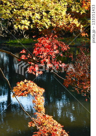 イロハモミジの紅葉 イロハモミジの紅葉 133351433