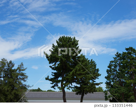 秋の名古屋城の敷地内の松の木の風景 133351446