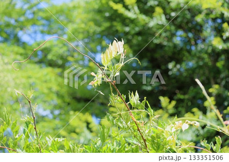 爽やか　フジの葉 133351506