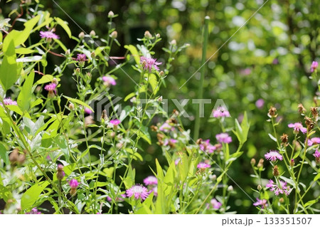 可愛い　ケンタウレアヤセアの花 133351507