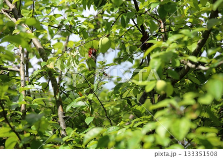 カリンの実 133351508