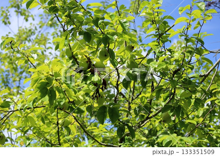 カリンの実 133351509