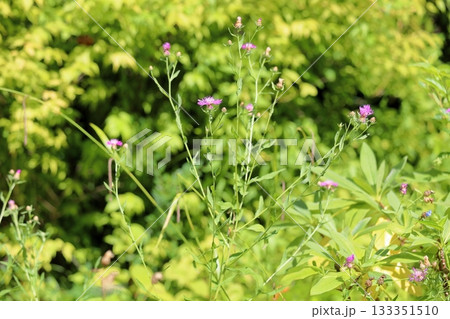可愛い　ケンタウレアヤセアの花 133351510