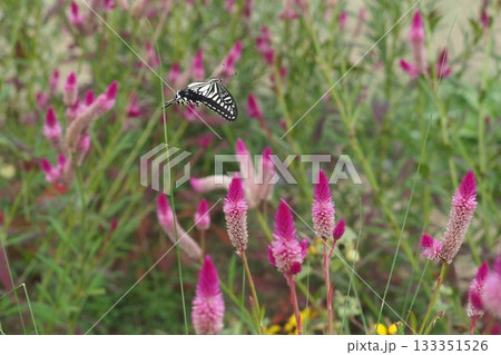 ノゲイトウの花の上をとぶアゲハ蝶 ノゲイトウの花の上をとぶアゲハ蝶 133351526