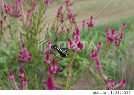 ノゲイトウの花とアゲハ蝶 ノゲイトウの花とアゲハ蝶 133351527