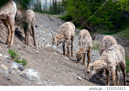 Females and young Bighorn sheep grazing in mountains in spring. Females and young Bighorn sheep grazing in mountains in spring. 133351811