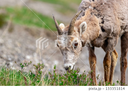 Young Bighorn sheep is eating green leaves in spring. Young Bighorn sheep is eating green leaves in spring. 133351814