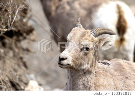 Young Bighorn male with little horns in a female herd. Young Bighorn male with little horns in a female herd. 133351815