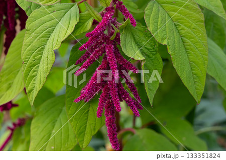 Red amaranth flower with green foliage in the autumn garden. Red amaranth flower with green foliage in the autumn garden. 133351824