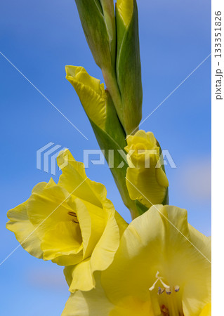 Yellow gladiolus with buds and leaves on a branch on the blue background. 133351826
