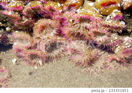 Bright anemones with pink tentacles in the water of a tidepool in summer. Bright anemones with pink tentacles in the water of a tidepool in summer. 133351851