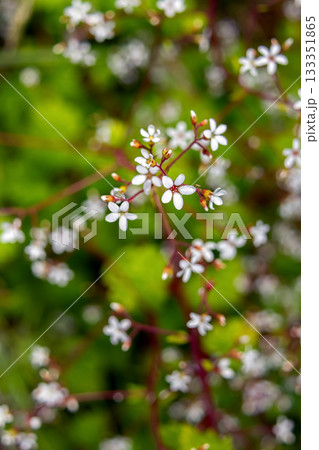 Coastal brookfoam white flowers in lush green foliage. Coastal brookfoam white flowers in lush green foliage. 133351865