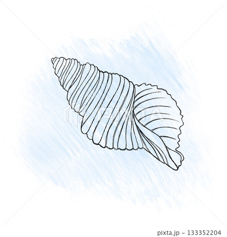 Line art illustration of a seashell on blue watercolor background. Shell tattoo idea. Hand drawn nautical engraving of nautical prints isolated on white background Line art illustration of a seashell on blue watercolor background. Shell tattoo idea. Hand drawn nautical engraving of nautical prints isolated on white background 133352204