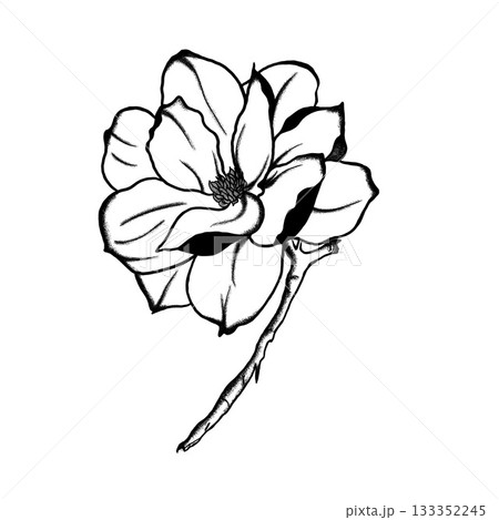 Minimalist Botanical Line Art Illustration. A detailed, hand-drawn black and white line art illustration of a large flower on a small stem. 133352245