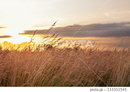 Agricultural field with fescue grass in golden light in sunset. 133352545