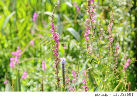 可愛い ミソハギの花 可愛い ミソハギの花 133352691