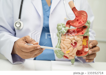 Digestive system with stomach and intestine, Asian doctor holding human anatomy model for study diagnosis and treatment in hospital. Digestive system with stomach and intestine, Asian doctor holding human anatomy model for study diagnosis and treatment in hospital. 133352714