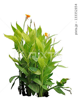 Tropical garden landscaping plant variegated of Canna or (Canna indica L.) 133352854