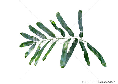 golden leather fern (Acrostichum aureum) 133352857