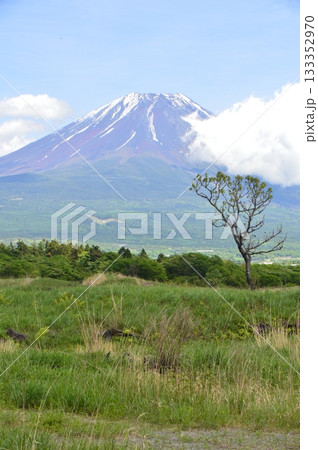 富士山(朝霧高原/静岡県富士宮市) 富士山(朝霧高原/静岡県富士宮市) 133352970