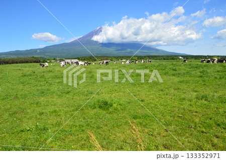 高原の牧場・富士山(朝霧高原/静岡県富士宮市) 高原の牧場・富士山(朝霧高原/静岡県富士宮市) 133352971