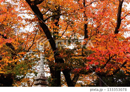 葉が赤く染まった福蔵院のソメイヨシノ(2) 葉が赤く染まった福蔵院のソメイヨシノ(2) 133353078