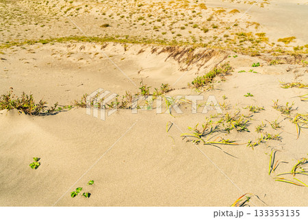 《静岡県》中田島砂丘・晴天下の風景 133353135