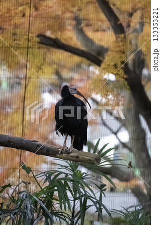 紅葉とホオアカトキ  133353221