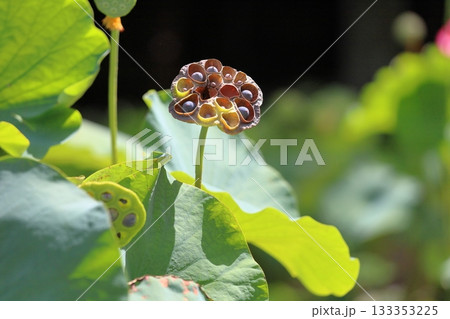 ハスの花托 133353225