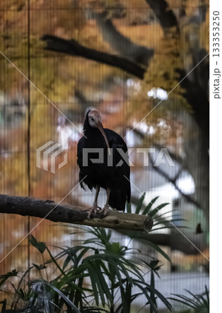 紅葉とホオアカトキ 紅葉とホオアカトキ 133353250